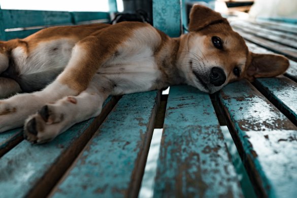 Urlaub mit Hund in Breege auf Rügen